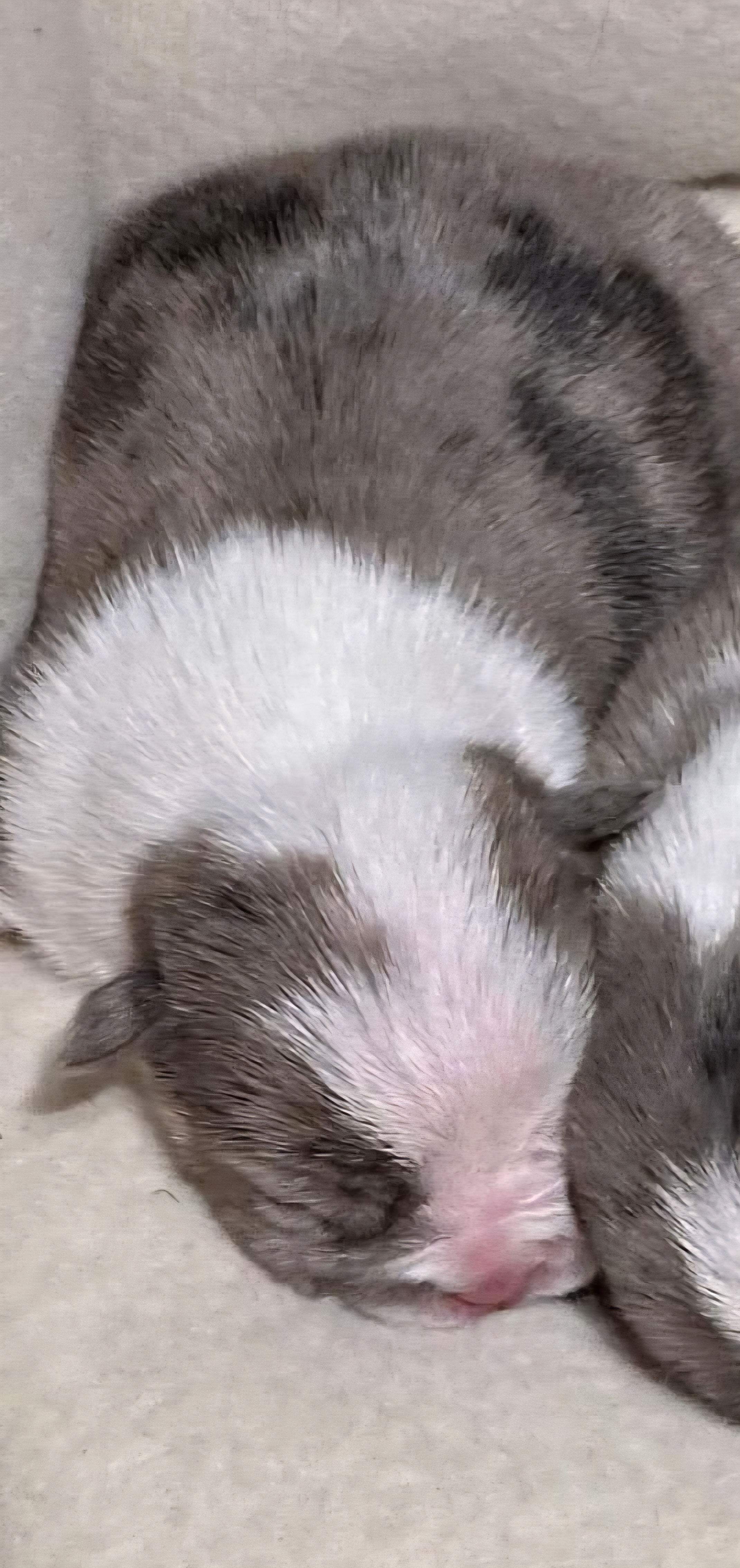 micro bullie