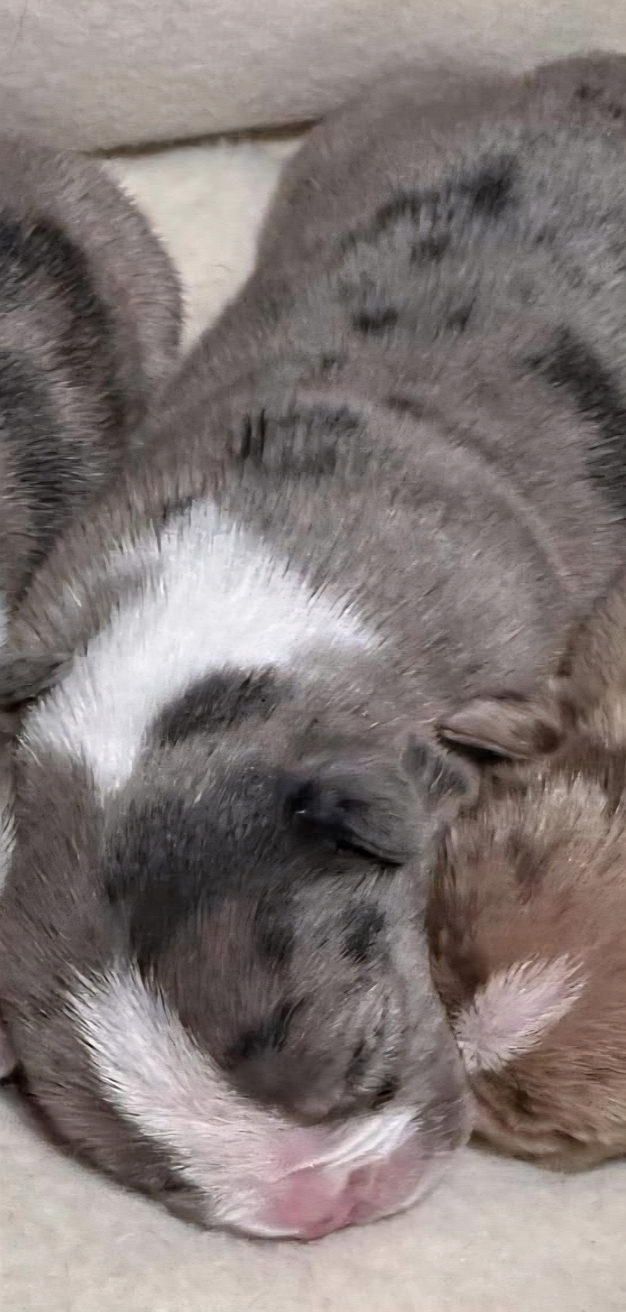 micro bullie