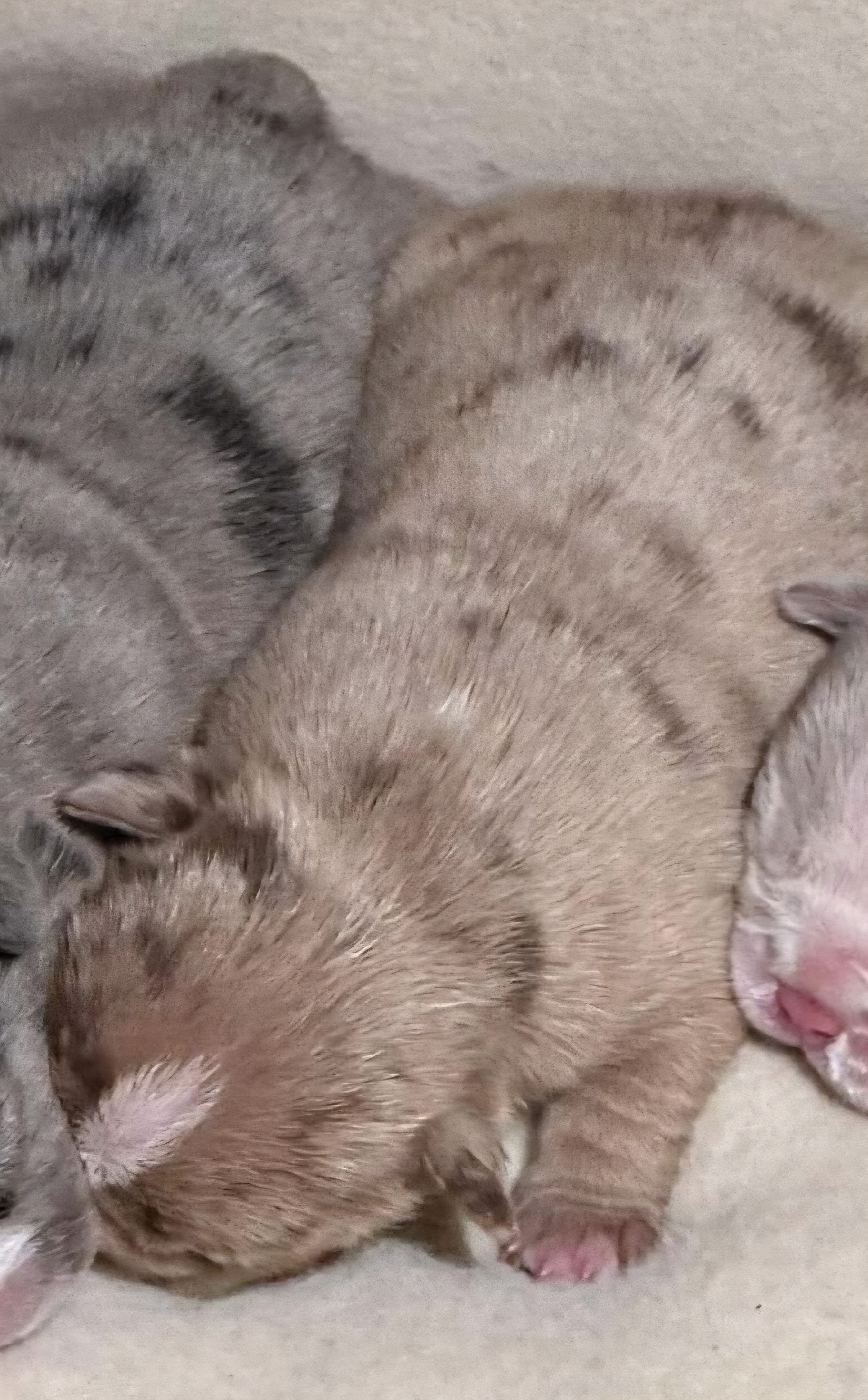 micro bullie