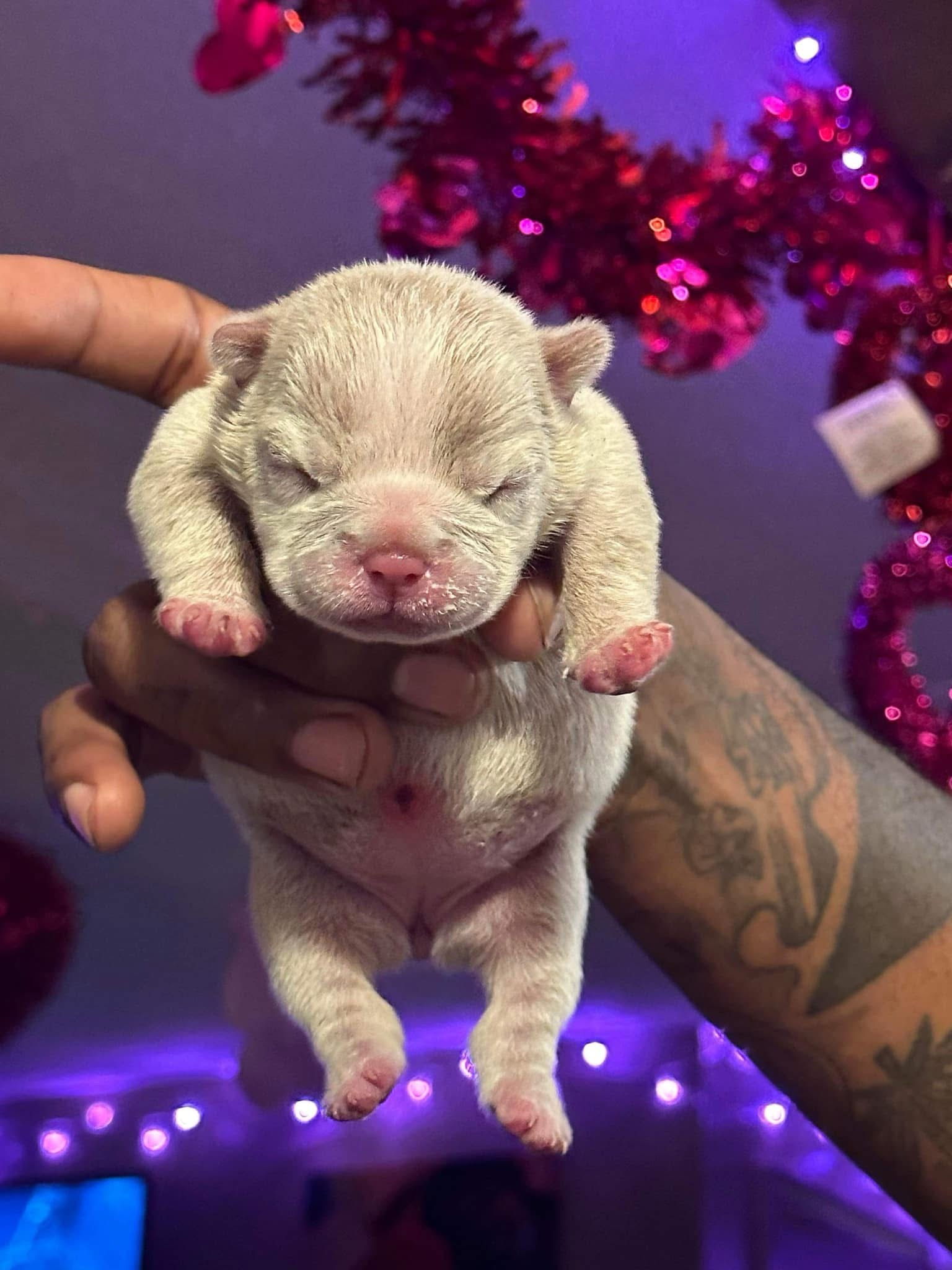Platinum micro bullie